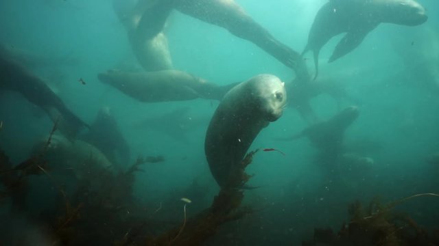 Seals underwater of Sea of Okhotsk.
