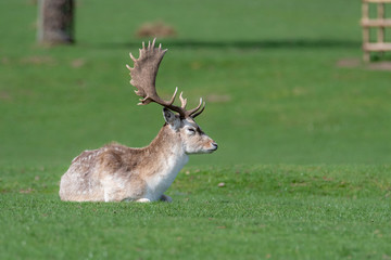 A male Fallow Deer relaxing in a field
