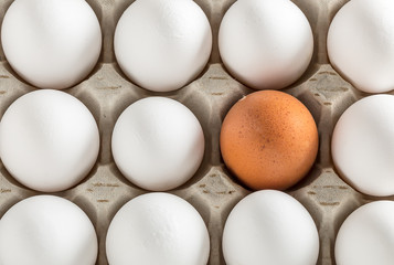 Eggs packed in cardboard or boxes for transporting