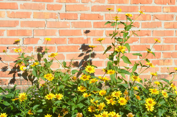 Fototapeta na wymiar grunge wall background with flowers