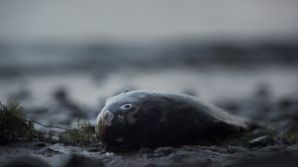 Naklejka premium Dead fish lying on coast, tragedy in ocean, environmental disaster, ecology