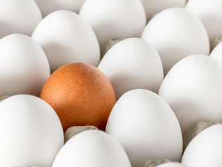 Eggs packed in cardboard or boxes for transporting