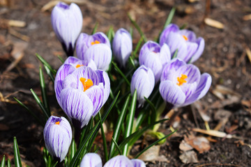 Crocus bright purple snowdrop in a flowering park on a sunny spring day