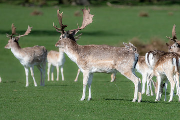 Naklejka na ściany i meble A group of Fallow deer in a meadow