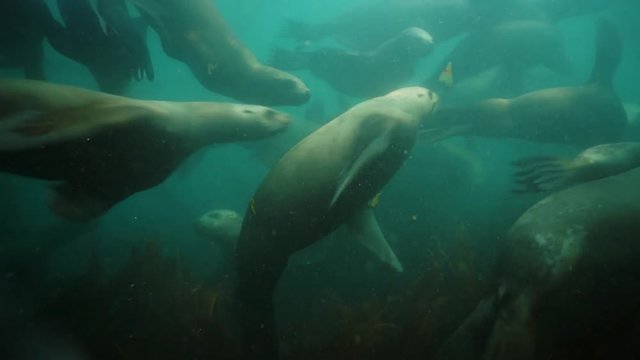 Seals underwater of Sea of Okhotsk.