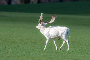 An animal portrait of a white fallow deer stag
