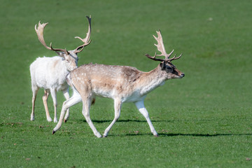 Naklejka na ściany i meble An animal portrait of two male fallow deer stags in a field.