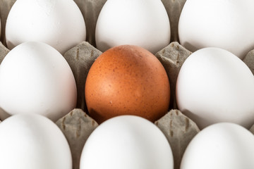 Eggs packed in cardboard or boxes for transporting