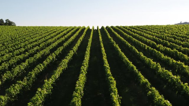Vigneti a Montepulciano