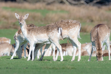 A group of Fallow deer in a meadow