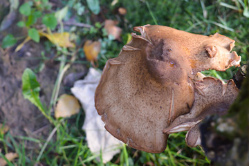 Mushrooms near tree in the forest background
