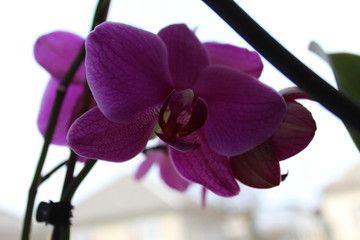 orhidea1122