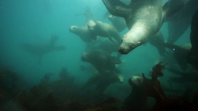 Group of Seals underwater of Sea of Okhotsk.