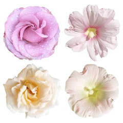 Set of roses and mallow isolated on white background