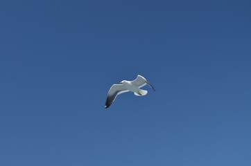 bird