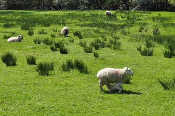 Sheeps on a field
