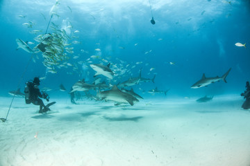 Fototapeta na wymiar Caribbean reef shark and lemon shark at the Bahamas