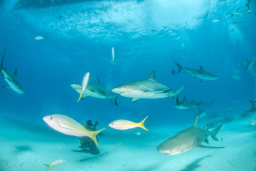 Fototapeta premium Caribbean reef shark and lemon shark at the Bahamas