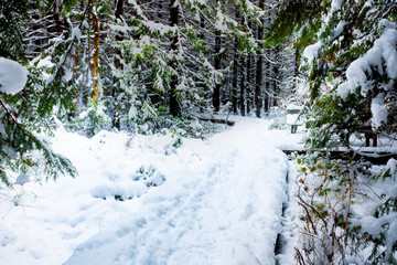 Forest trail covered in thick snow, with footprints on a footpath and evergreen trees framing the...