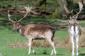 An animal portrait of two male fallow deer stags in a field.