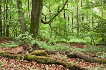 Wohldorfer Wald in Hamburg. im Vordergrund Buchen und Totholz, im Hintergrund Erlenbruchwald.