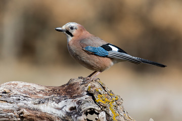 Jay, (Garrulus glandarius), perched on a branch of the forest