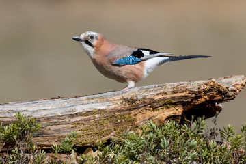 Jay, (Garrulus glandarius), perched on a branch of the forest