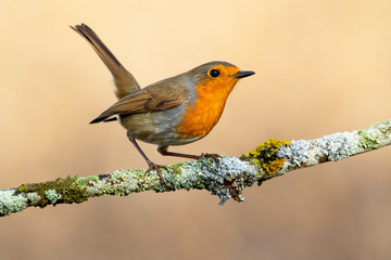 European Robin (Erithacus rubecula) perched on a branch on a soft golden background