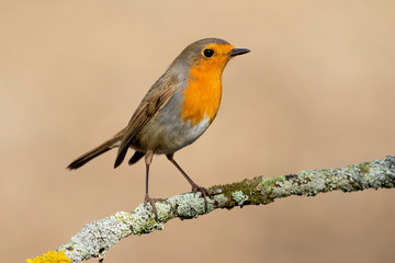 Fototapeta premium European Robin (Erithacus rubecula) perched on a branch on a soft golden background