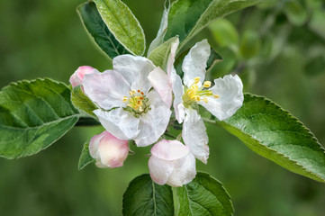 Close up of blooming apple tree on blurred green background . Macro photo with shallow depth of field.