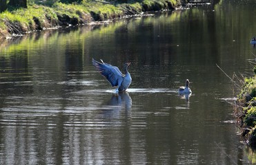 Die Gänse im Wasser