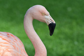 Close up head shot of a flamingo © tom