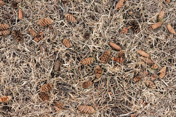 Cones fallen from a pine tree lie on the dried grass.