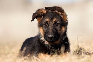 puppy breed German shepherd on the lawn