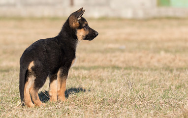 puppy breed German shepherd on the lawn