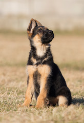 puppy breed German shepherd on the lawn