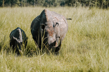 Portrait Rhino in African with baby