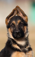 puppy breed German shepherd on the lawn
