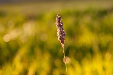 flower in the field