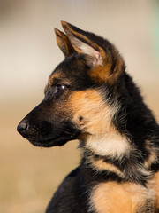 puppy breed German shepherd on the lawn