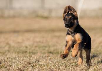 puppy breed German shepherd on the lawn