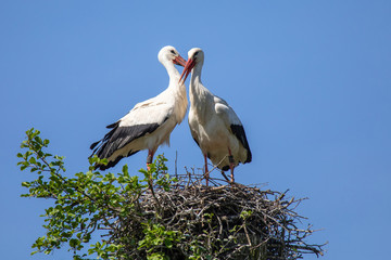 Weißstorchenpaar 14