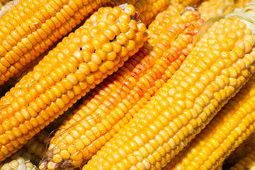 pile of corn cobs in the market