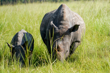 Portrait Rhino in African with baby