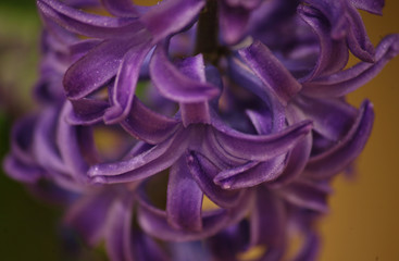 flowers. good background