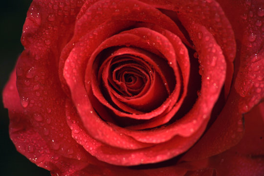 Closeup photo of beautiful rose