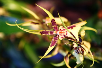 Ornamental with colorful orchids in the garden.