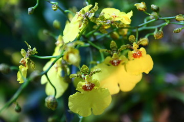 Ornamental with colorful orchids in the garden.
