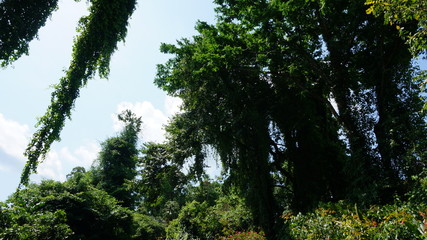 Botanical Garden, Kandy, Sri Lanka