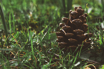 Pine cone in grass
